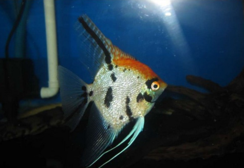 白玉凤凰鱼怎么养详细介绍「干货」 -骁龙网