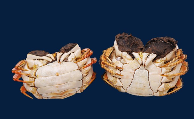 蟹螯即金液,糟丘是蓬莱——《红楼梦》中饕餮王孙的秋日螃蟹宴