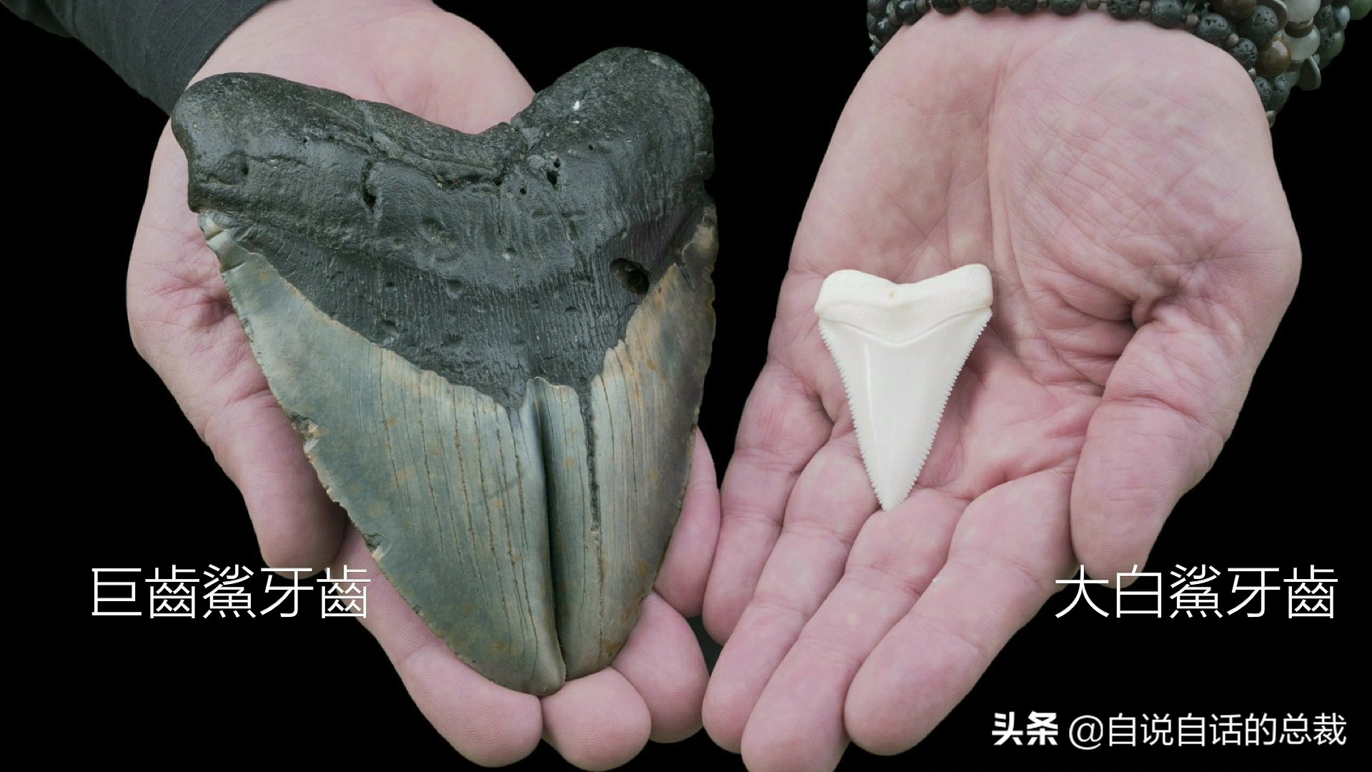 5种比巨齿鲨还恐怖的海怪，背后隐藏着一个人类起源的故事