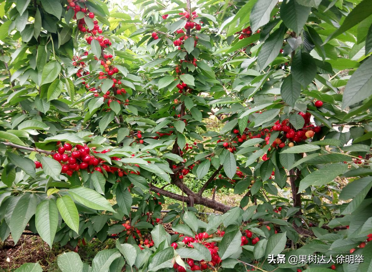 农科直播间(UFO指不明飞行物，在大樱桃上却是一种树形，你想学习并应用吗)