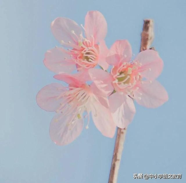 高考语文阅读真题（人教版七年级语文）