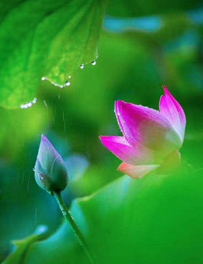 七绝·夏日荷塘:荡漾清波比翼鸭,荷风十里醉吟蛙