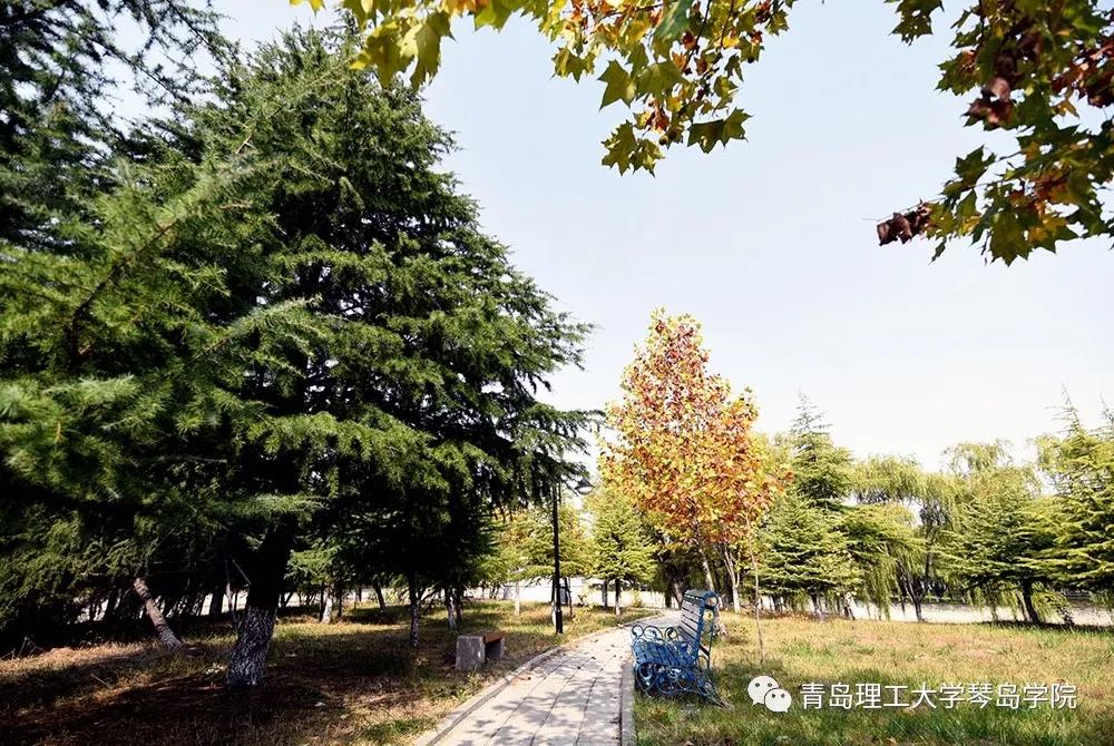 青岛理工大学琴岛学院：我把你画成画，与你平分琴院的秋色