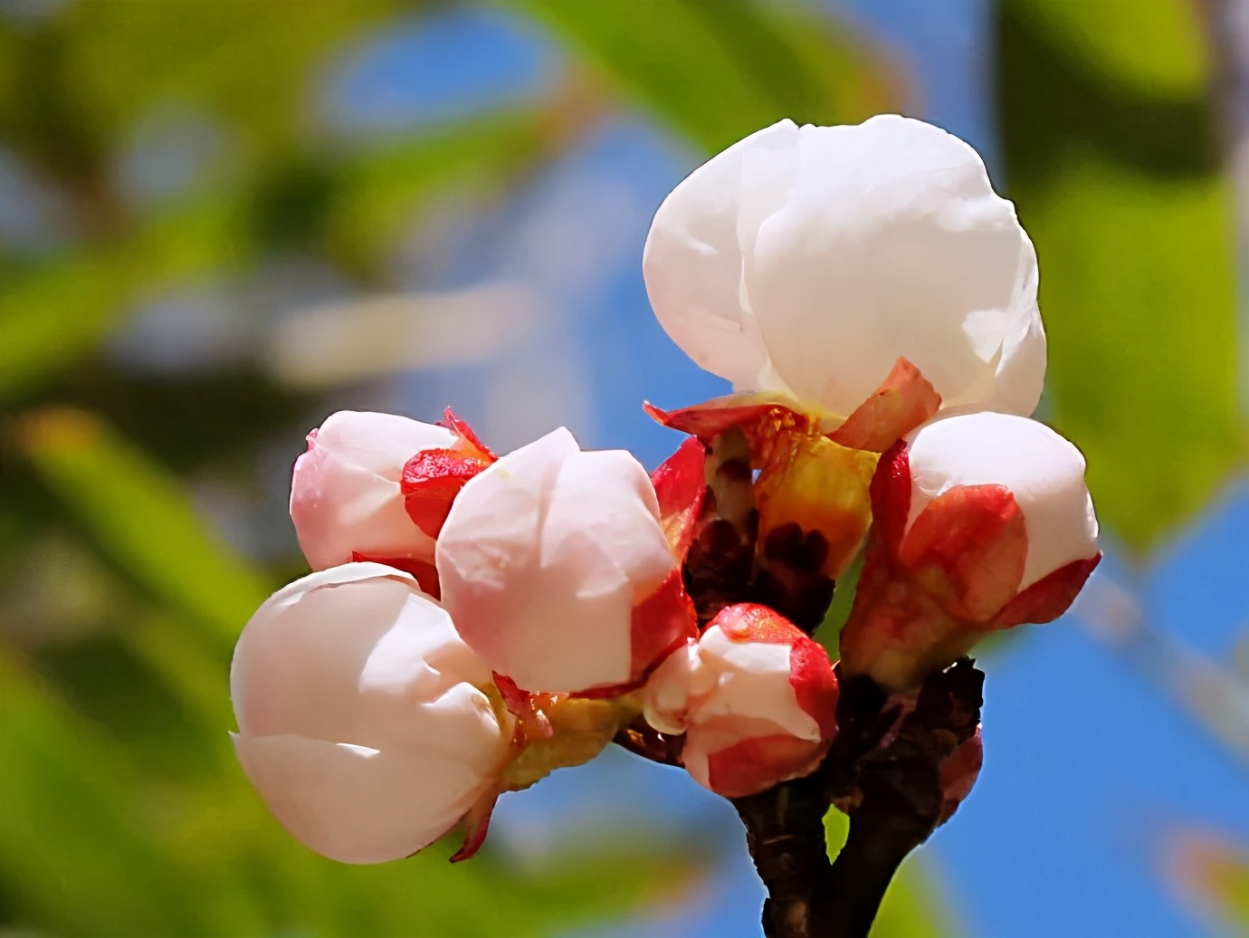 赏读：与你，酿一壶桃花酒，拟一阕梅花恋