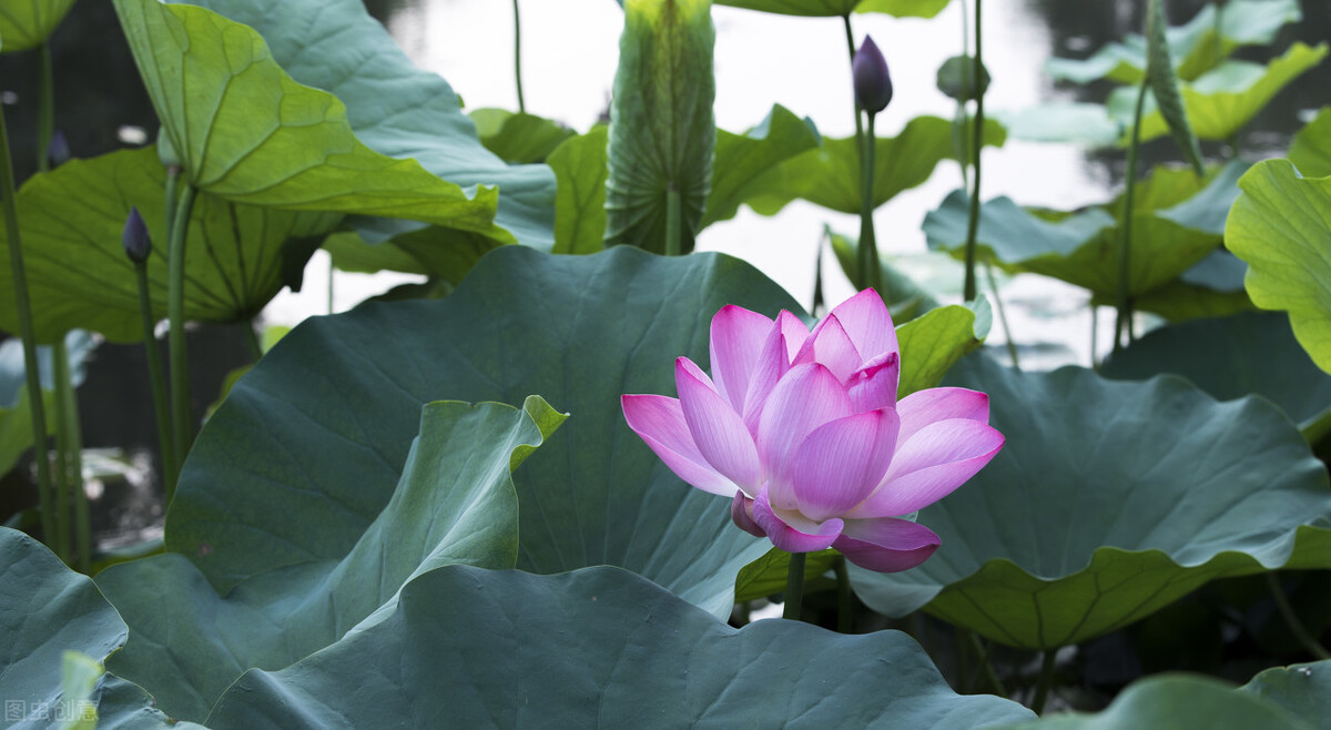 讀詩|雲賞花:荷——出淤泥而不染