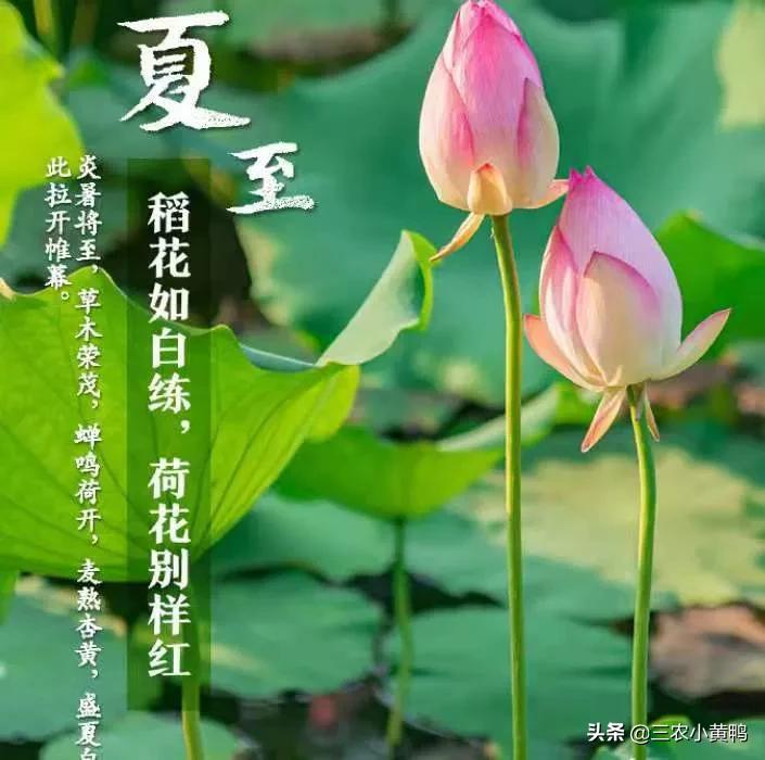 今天入伏吗？不，7月11号入伏，8月20号出伏，附三伏时间表