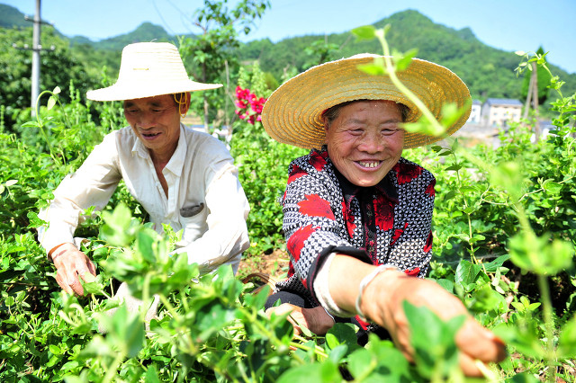 金银花的产地（关于中药材金银花的产地介绍）