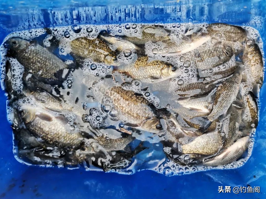 魚骨粉多少錢一斤(冬天釣魚餌料味道必須要濃) - 價格百科