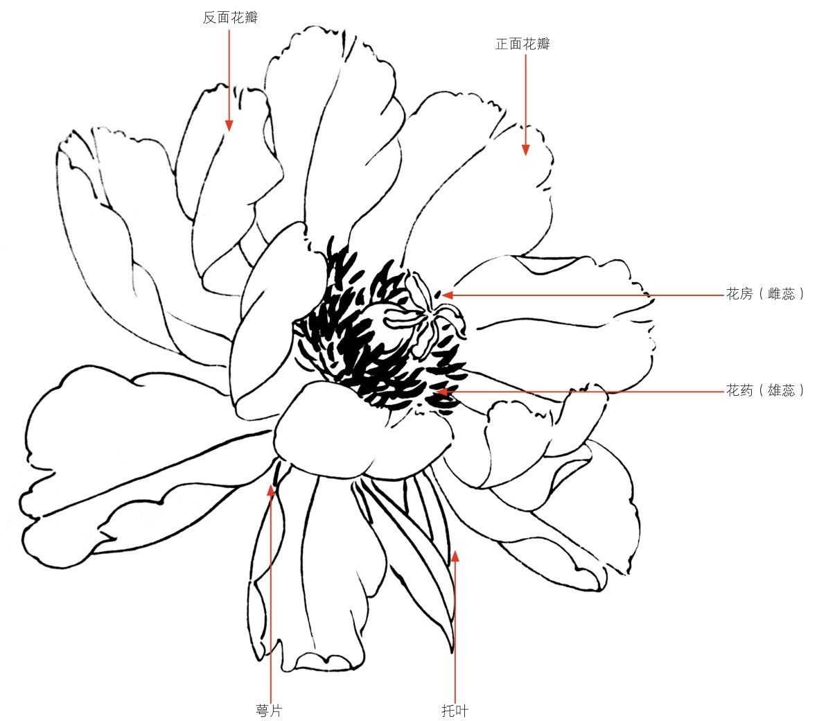 工笔花卉简单步骤图片
