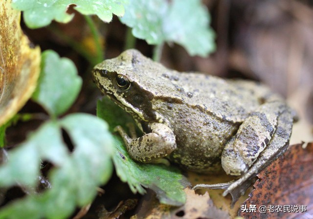 农村俗语：不怕蛤蟆进家门，就怕三树立门头，为啥？指哪三种树？