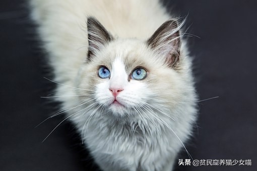 猫咪流眼泪可能是以下6种原因，铲屎官们知道几种？