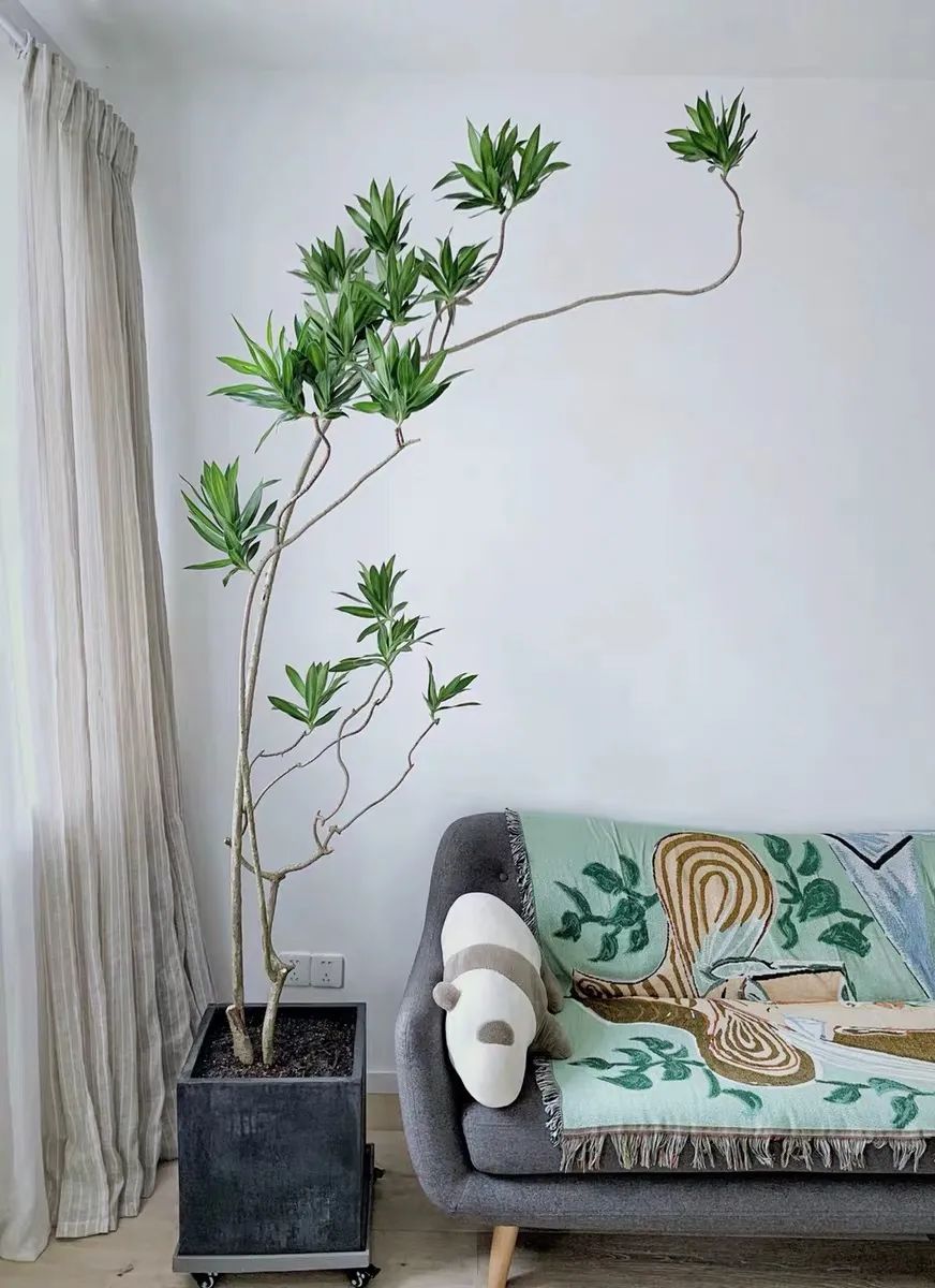 5,注意摆放和通风:冬天养护百合竹,摆放位置也有讲究,需尽量远离窗台