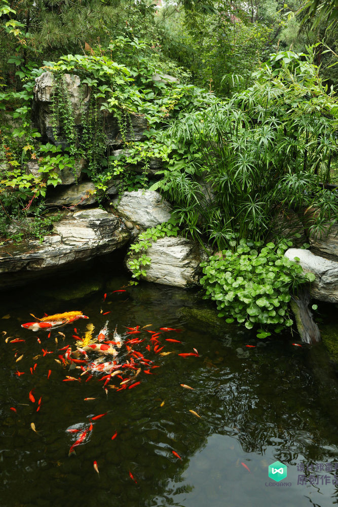 大鱼池周围只有种植的植物和景观石看起来会有些单调,可以在鱼池里面