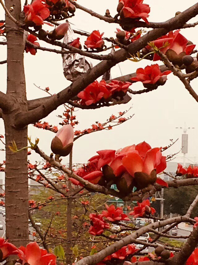 花草的图片大全（100种常见花图鉴一览表）