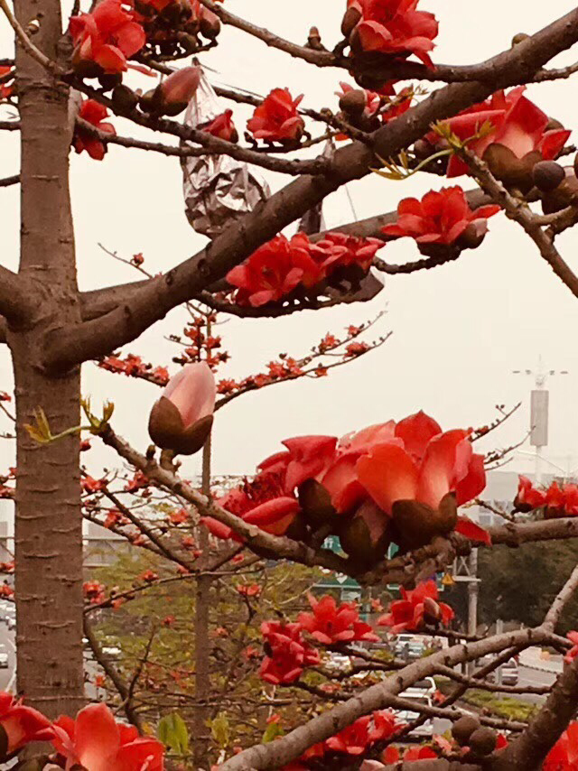 100种常见花图鉴，图文并茂非常详细，收藏起来慢慢看