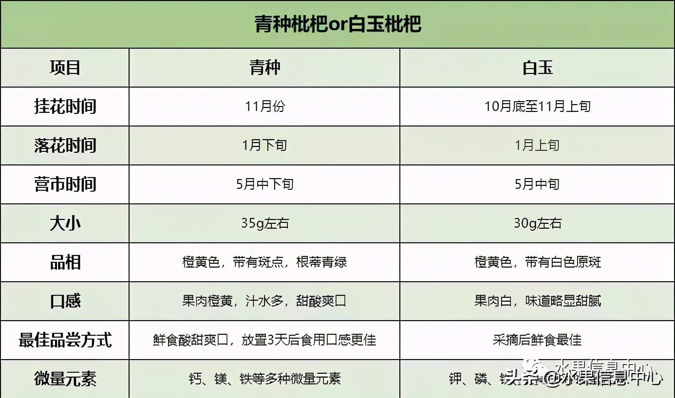 枇杷是哪里的特产（枇杷产地哪里最有名）-第31张图片-巴山号