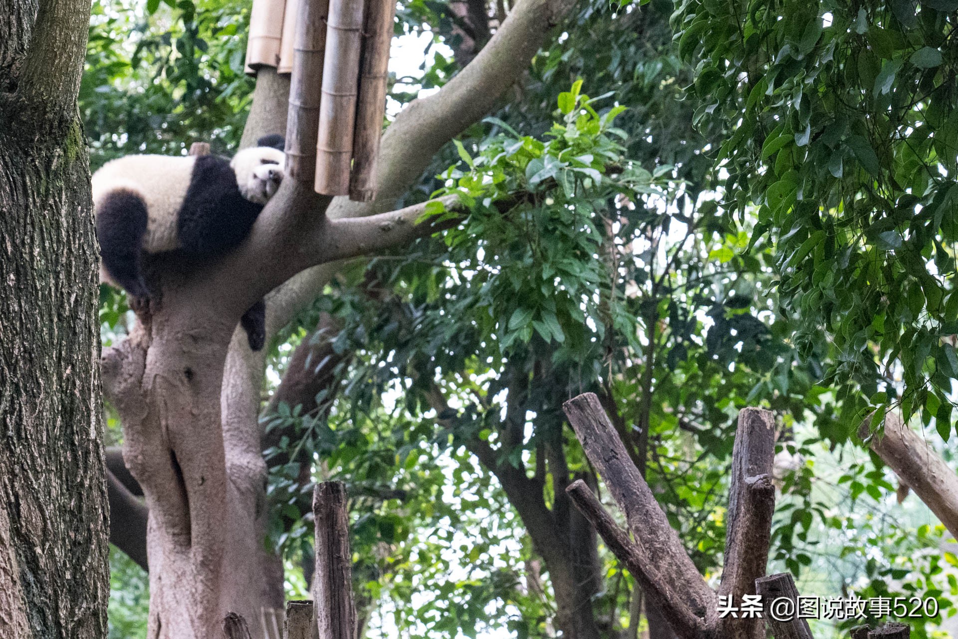 大熊猫的睡眠时间（大熊猫的睡眠时间一般是多少）-第8张图片-昕阳网