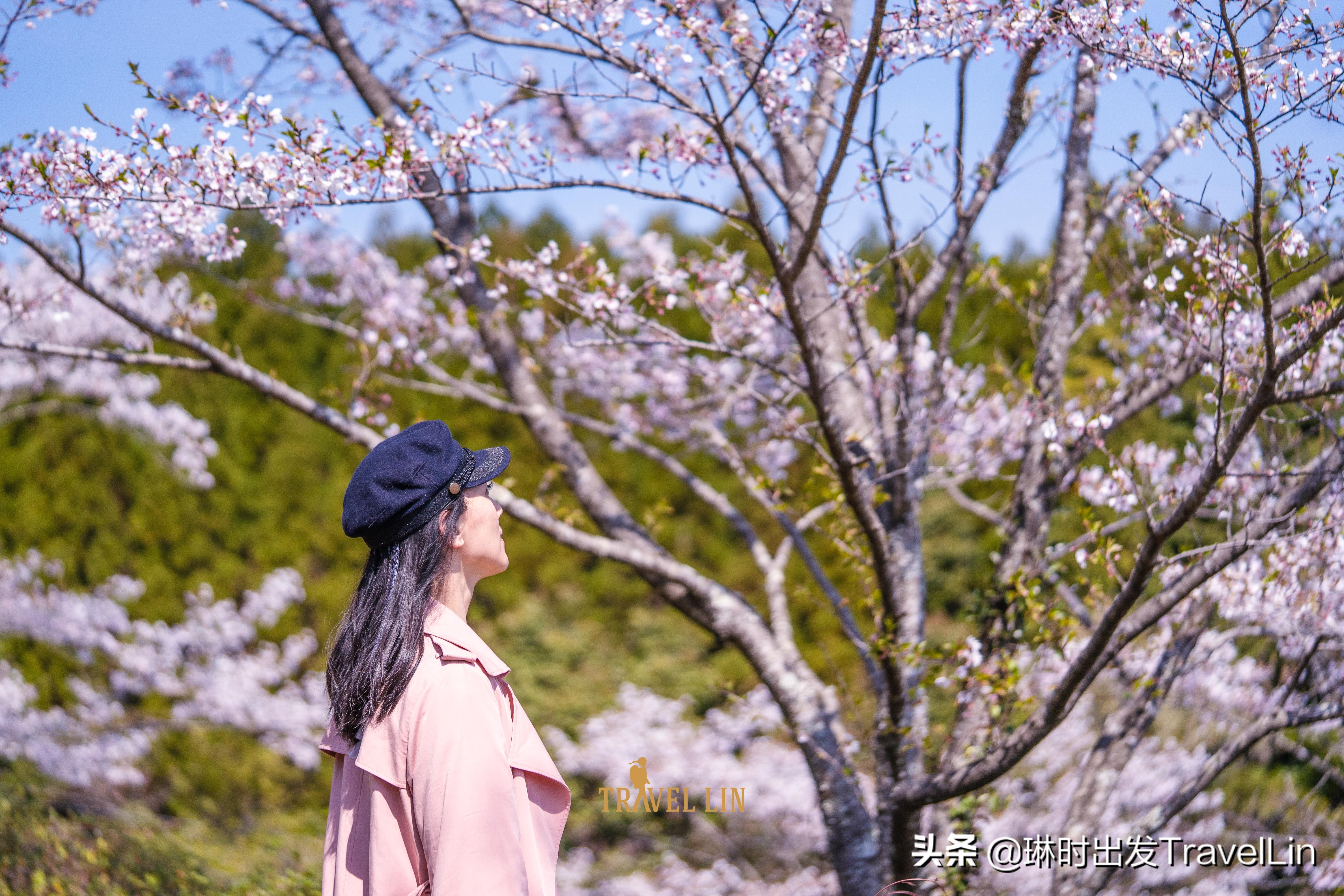 鹿儿岛樱花(去鹿儿岛看樱花吧，这片粉色世界直击你的少女心)