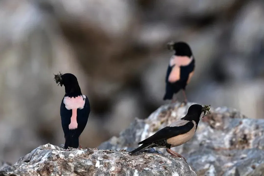 什么是快乐星球（什么是快乐星球？）