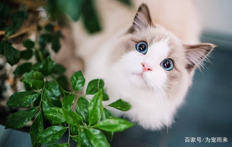 00后眼中的猫咪，是什么样的呢？