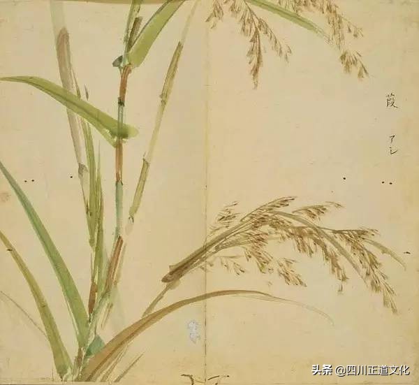 坻怎么读（妙读诗经 单相思也是一种风景）