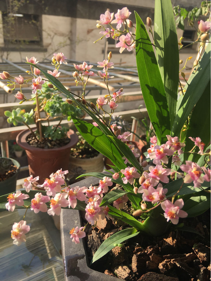 6種植物不見光也能長得好，適合北陽臺養(yǎng)護，耐陰效果超好