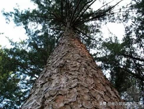 常绿乔木有哪些（70多种常用常绿乔木图例宝典）