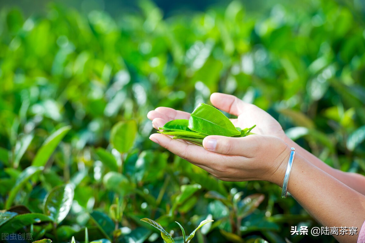 喝普洱茶得氟骨病？普洱茶氟超标？揭秘普洱茶氟含量真相