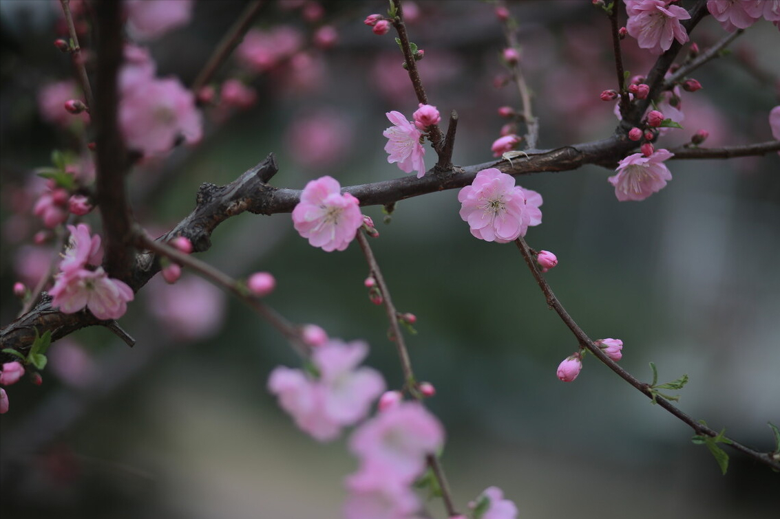 你是我，终生难忘的桃花劫