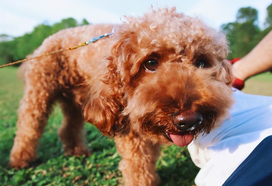 告别褪色：让泰迪犬的毛发更“亮丽”