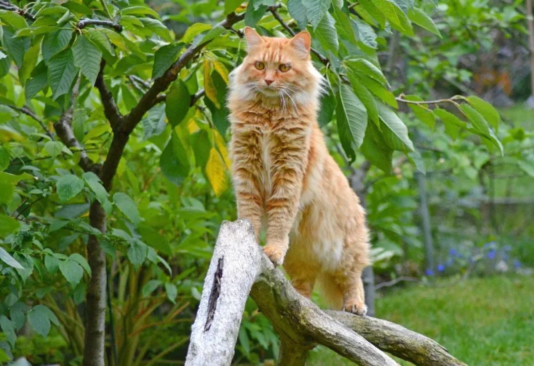 世界上最乖巧的10种猫咪，据说无人能抵挡住它们的温柔