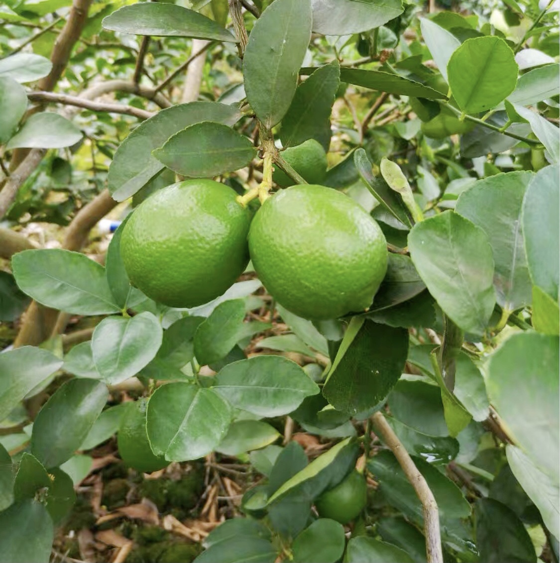 柠檬泡水用热水还是冷水（教你柠檬泡水正确做法）