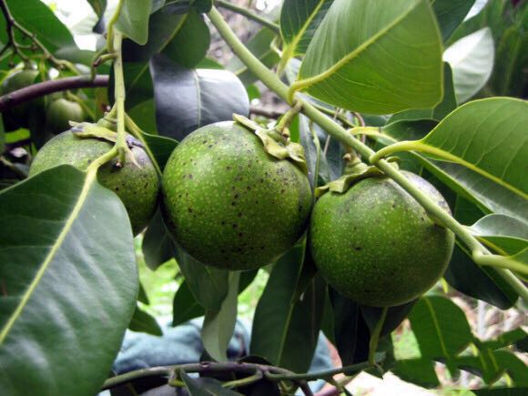 这种柿子果肉乌黑,吃起来却含巧克力味,名副其实的"土豪水果"