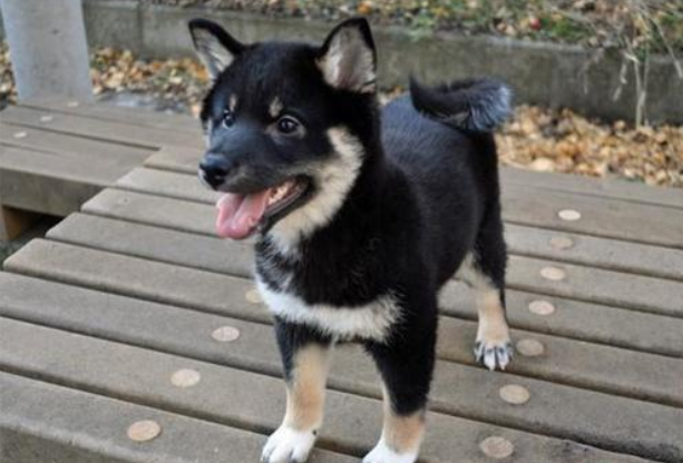 黑色柴犬图片(佛山有只胆小的黑色柴犬) - 赤虎壹号