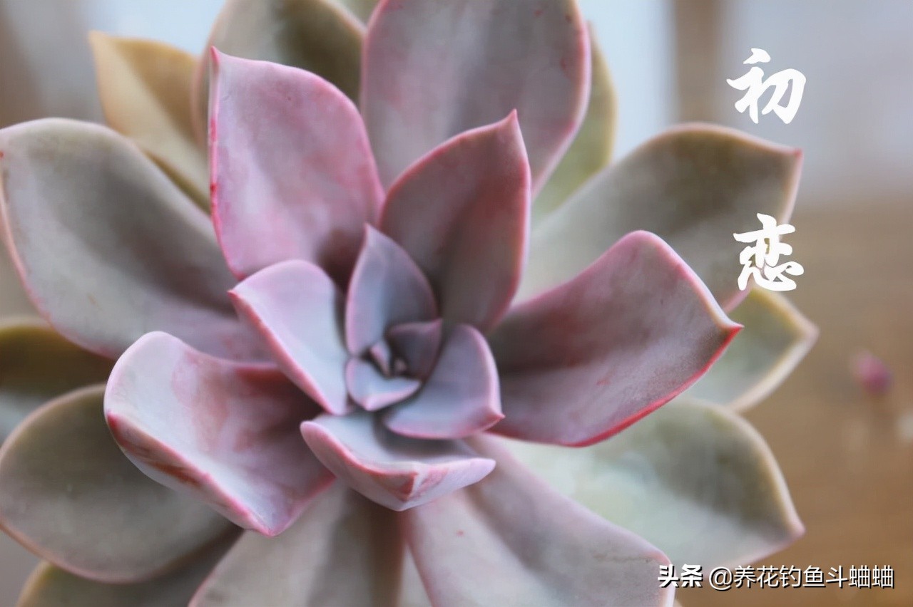 多肉初恋有“三怕”,稍微不注意就会黄叶死掉,新手花友要注意
