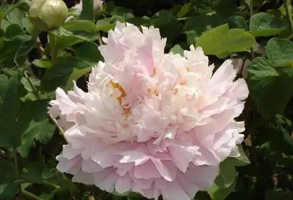 100种名贵牡丹鉴赏 绘画好素材（报花名）