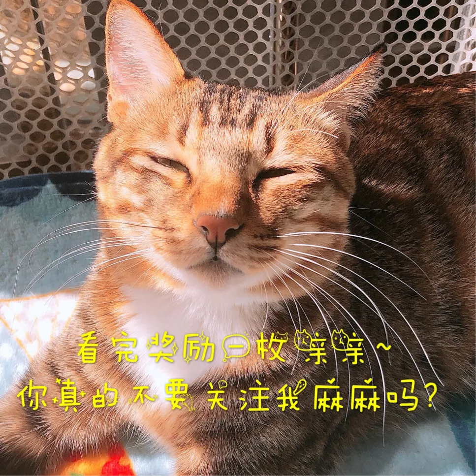 猫生一只穷二只富三只（猫生一只穷二只富三只六只）-第7张图片-昕阳网