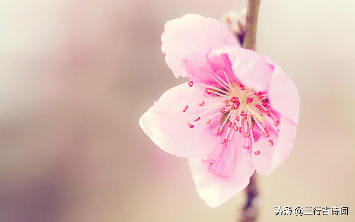满山奇花艳山红，春风吹送百花香