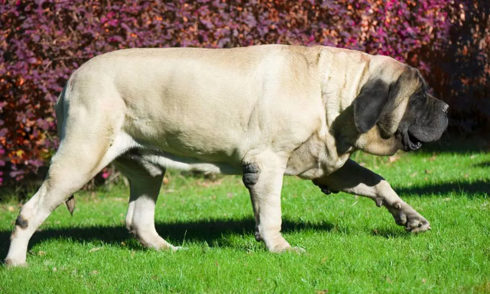 纽波利顿獒犬 纽波利顿犬吃人吗-泛经验