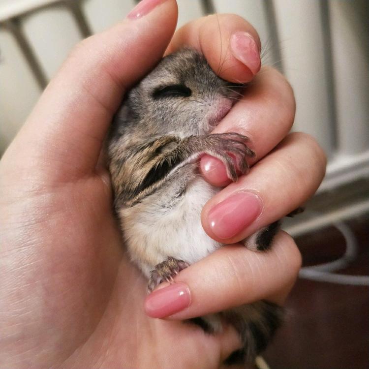 大眼飞鼠成年了以后怎么养经验分享记得收藏