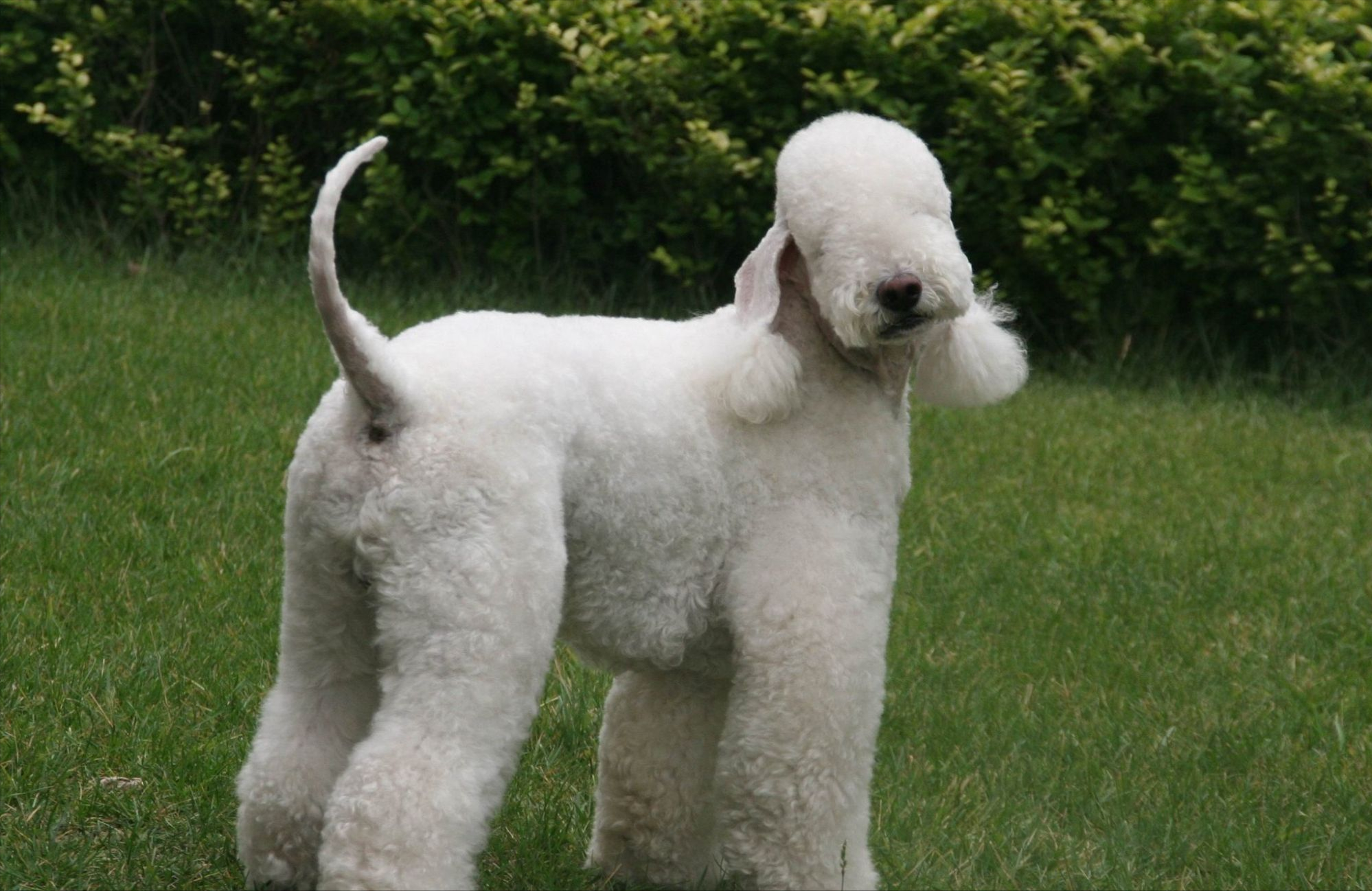 新手养狗指南:想养中型犬的看过来,这5种狗非常棒