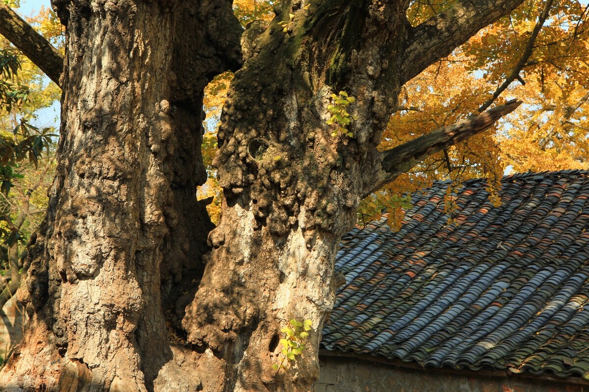 推荐国内最美的9大古银杏村，让你在金秋时节可以一饱眼福插图13