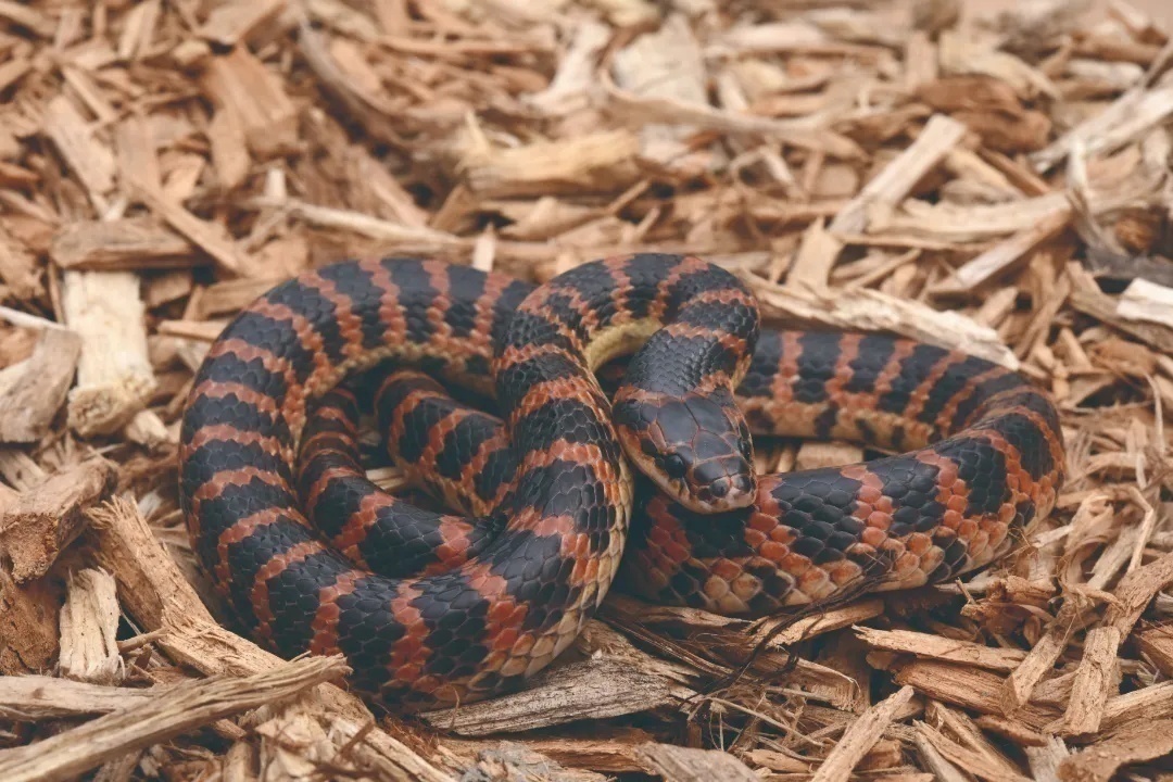 观往知来 | 认识北京的蛇