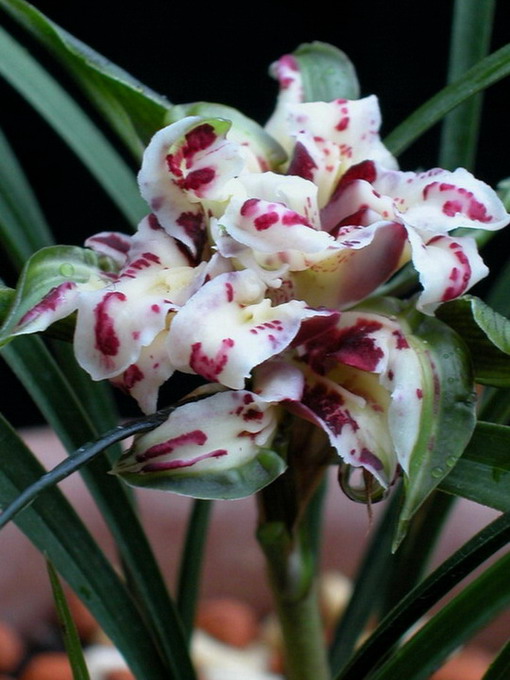 盖世奇花电影剧情「详解」 _晶羽科技