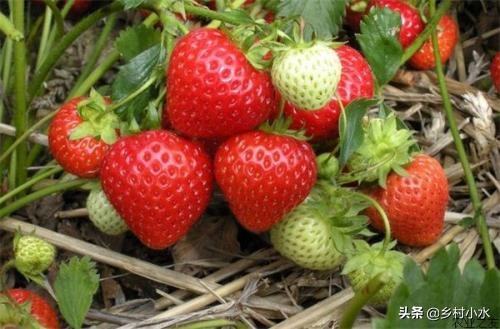草莓的种植方法和技术（草莓零基础种植方法）-第15张图片