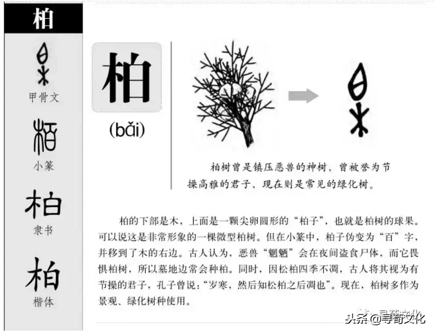 柏-汉字的艺术与中华姓氏文化荀卿庠整理