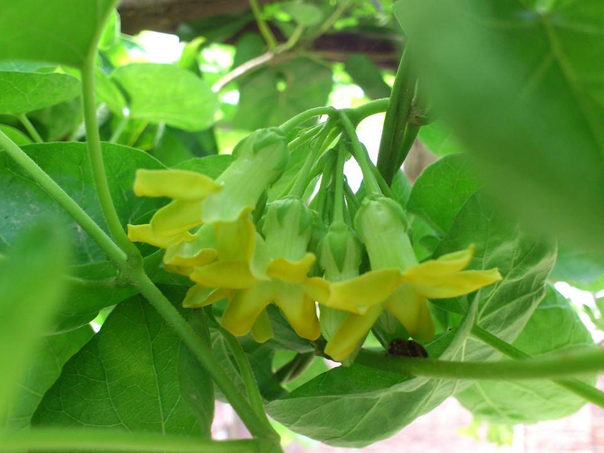 夜香花怎么做才好吃(夜香花做法) - 风集网
