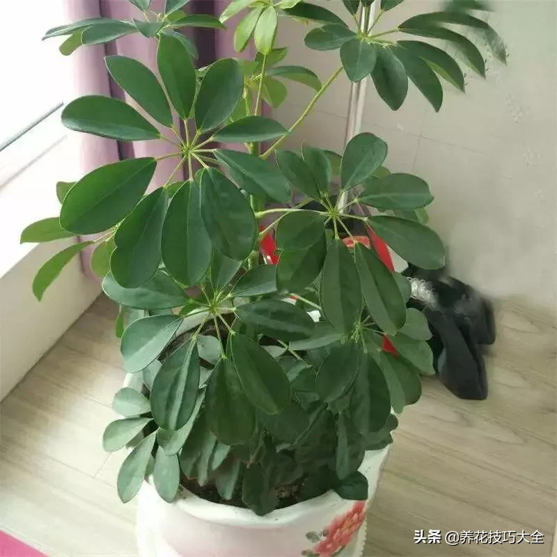 客厅养棵树,吸甲醛,聚气招财,比养花效果还要好