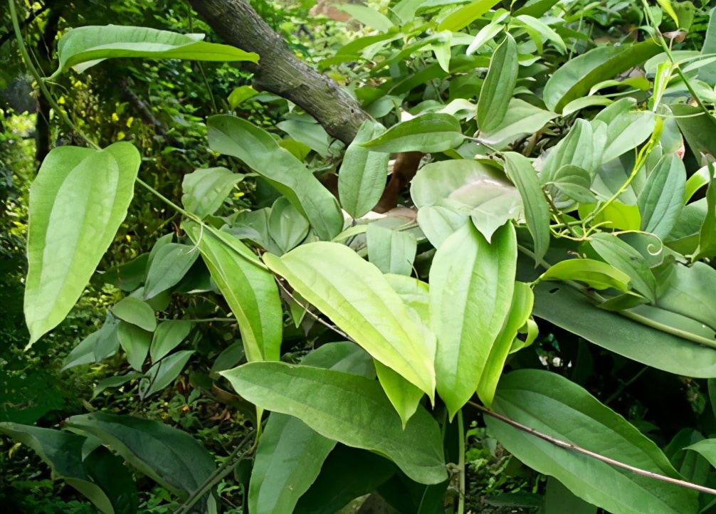 因为藤这种植物的叶子一般都是卵形的,而土茯苓的叶子则是狭卵状