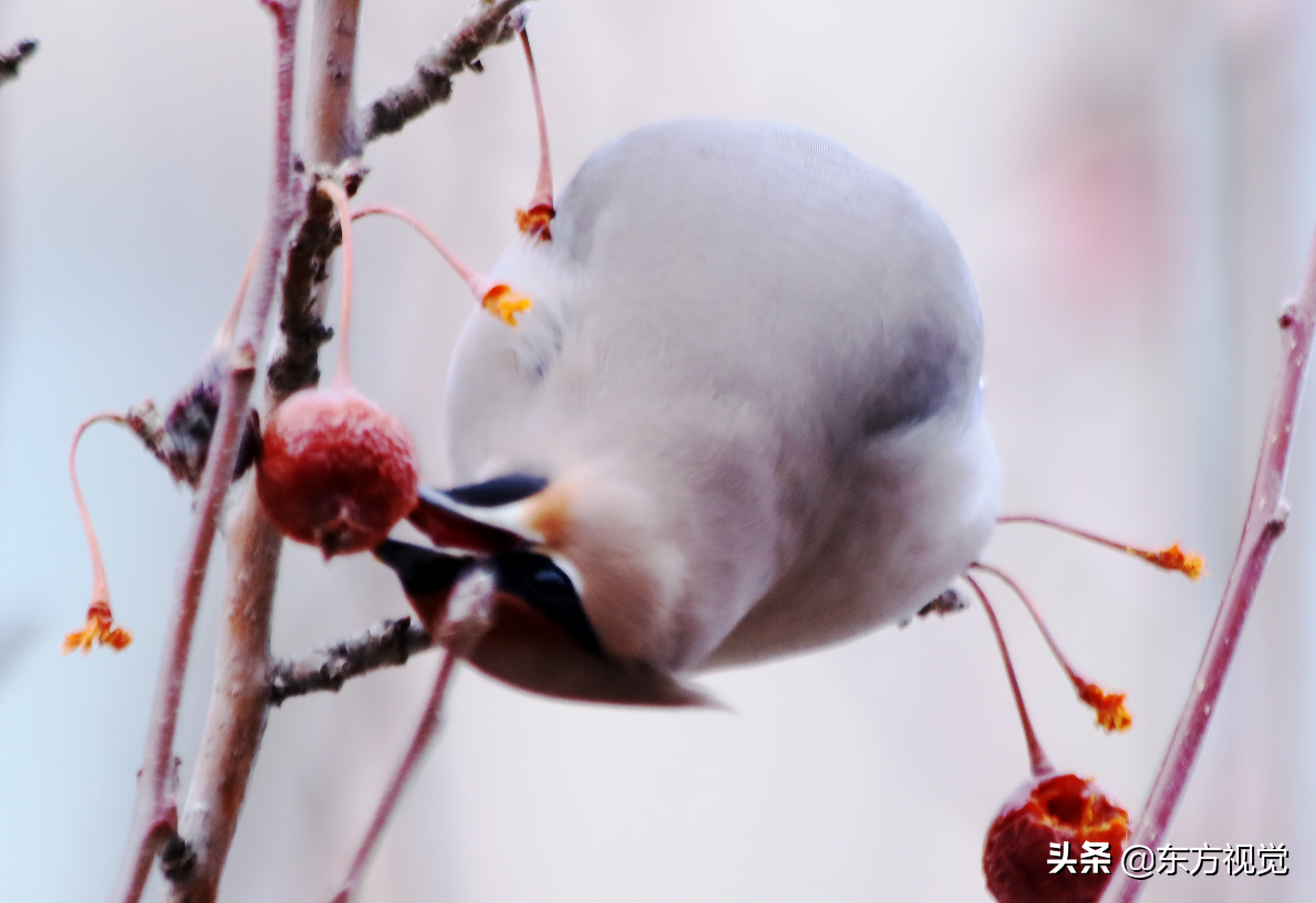 太平鸟的冬日“山楂树之恋”